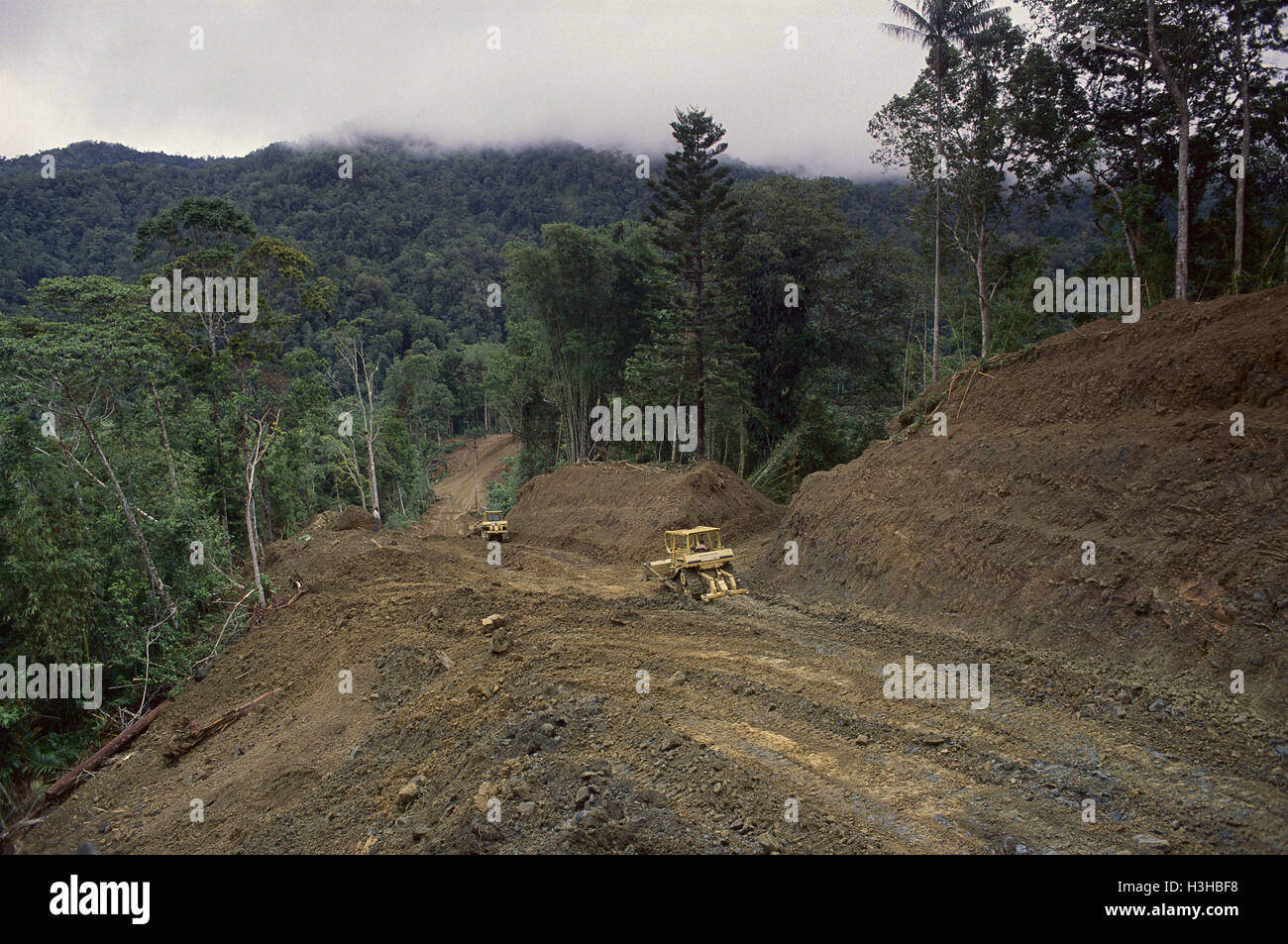 Clearing rainforest for logging industry, Stock Photo
