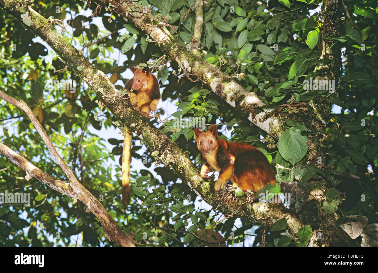 Goodfellow's tree-kangaroo (Dendrolagus goodfellowi Stock Photo - Alamy