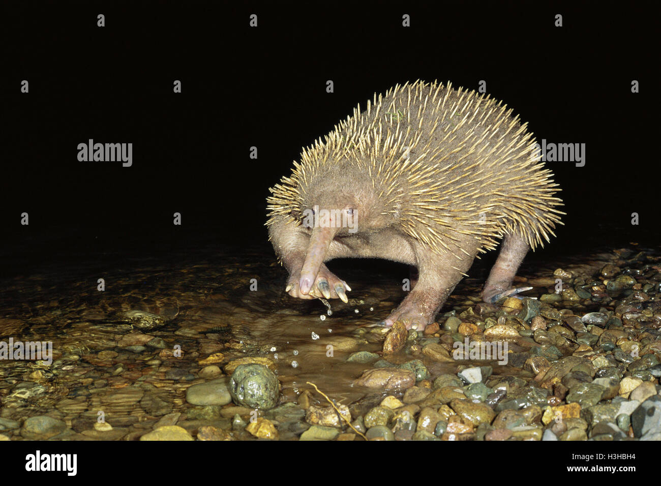 Eastern longbeaked echidna (Zaglossus bartoni Stock Photo Alamy