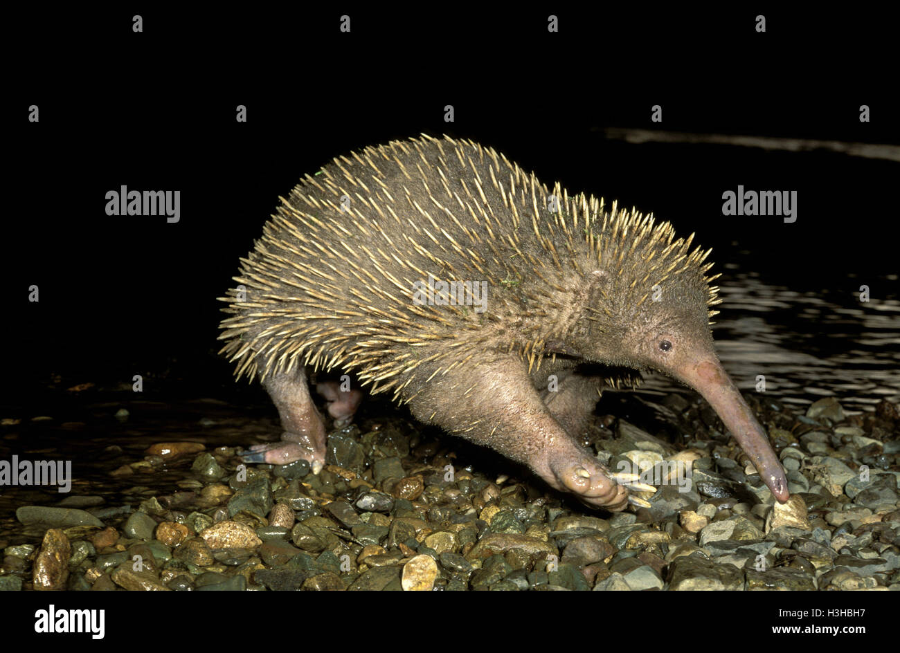 Eastern long-beaked echidna  (Zaglossus bartoni) Stock Photo
