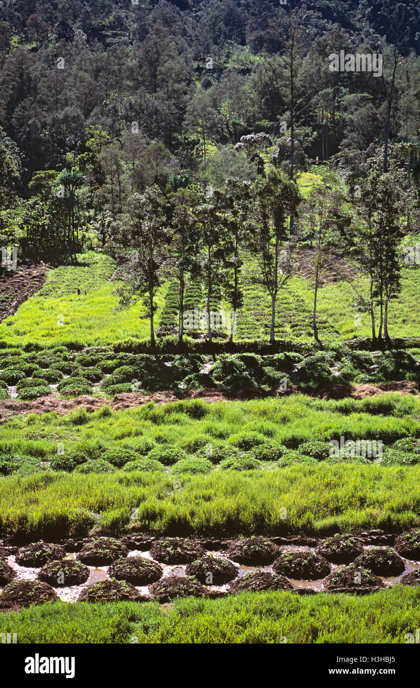 Gardens in Tari Basin, Stock Photo