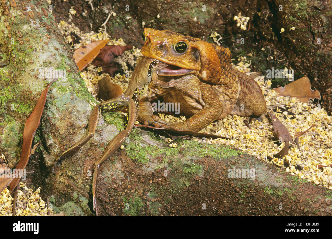 Cane toad  (Rhinella marina) Stock Photo