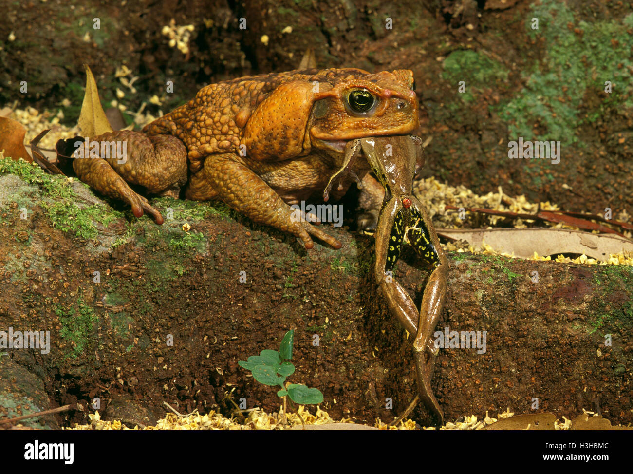 Cane toad  (Rhinella marina) Stock Photo