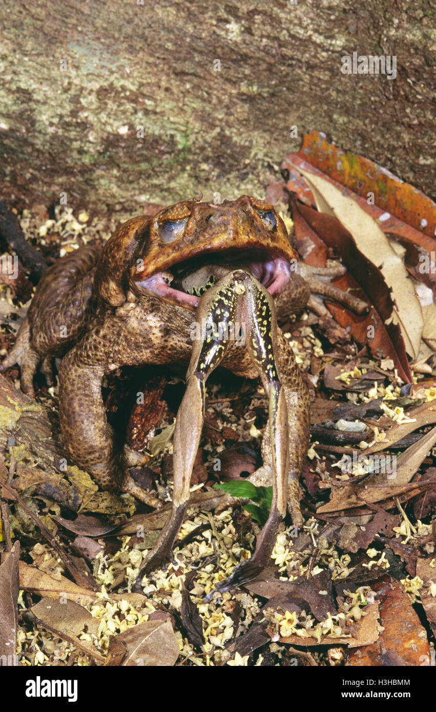 Cane toad  (Rhinella marina) Stock Photo