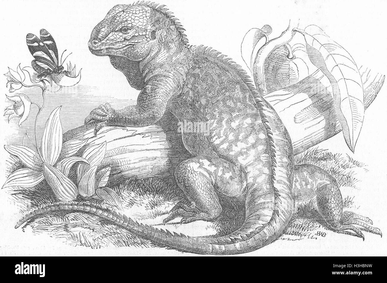 ANIMALS Iguana at London Zoo 1849. Illustrated London News Stock Photo