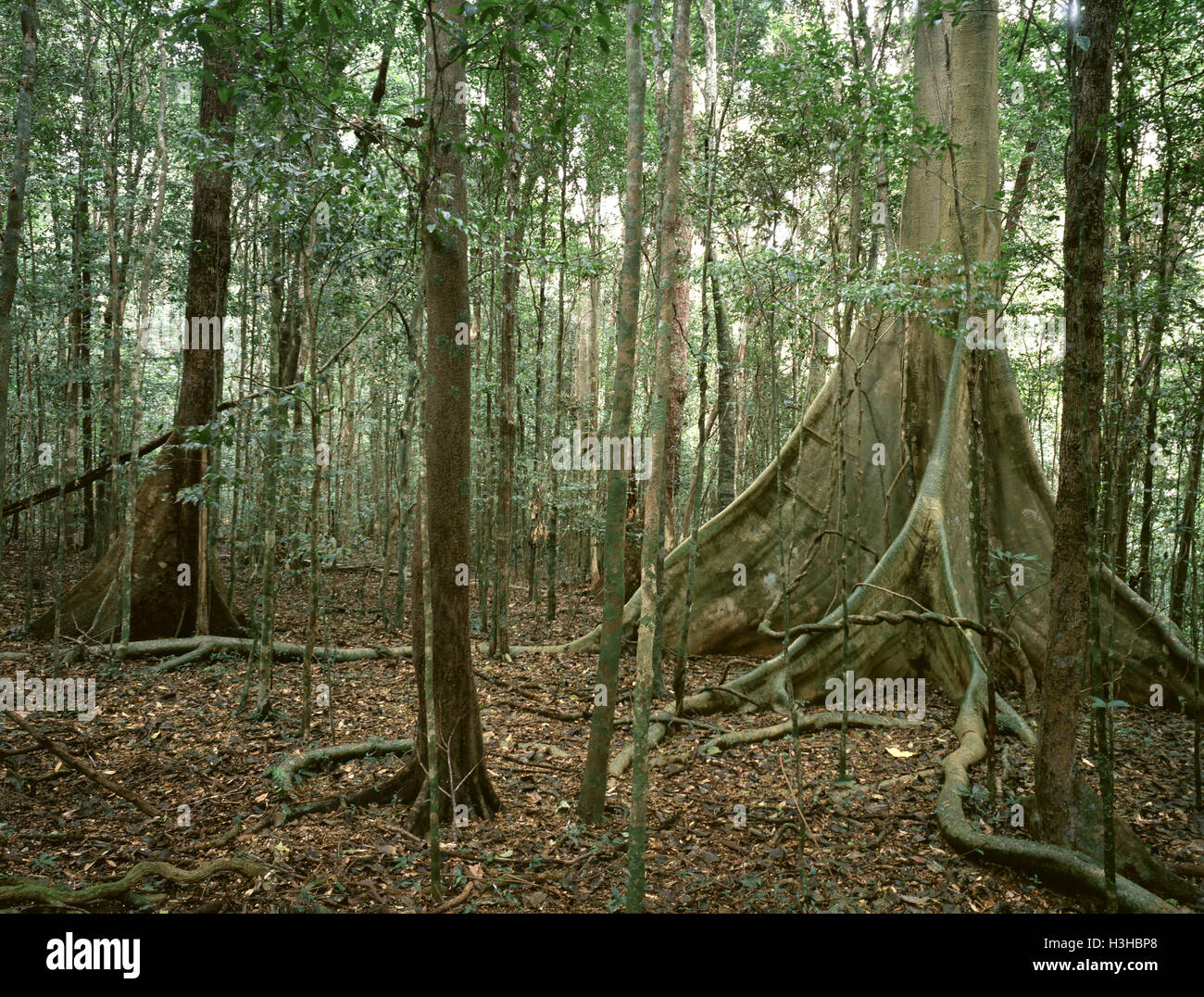 Variegated fig (Ficus variegata) Stock Photo