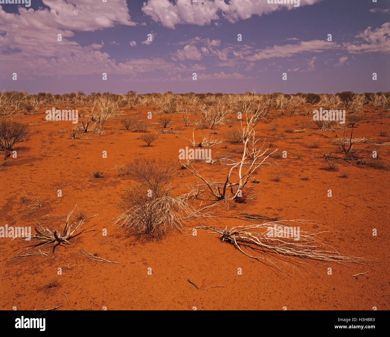 Gibson Desert Map