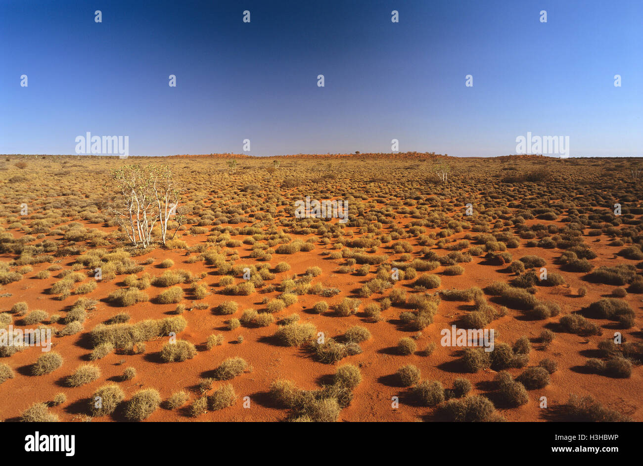 Spinifex (Triodia sp.) Stock Photo