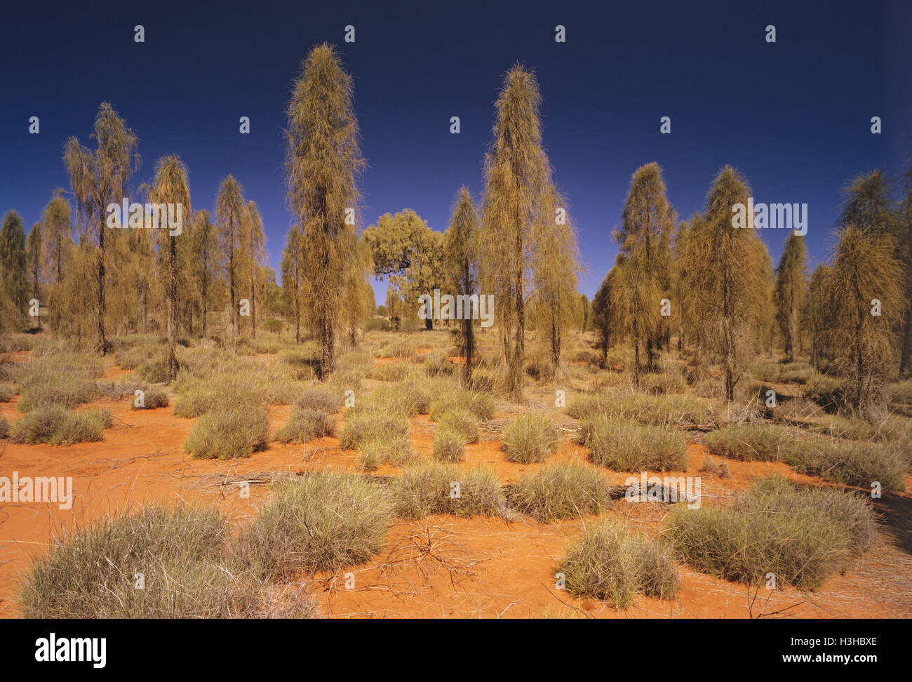 Desert oak (Allocasuarina decaisneana) Stock Photo
