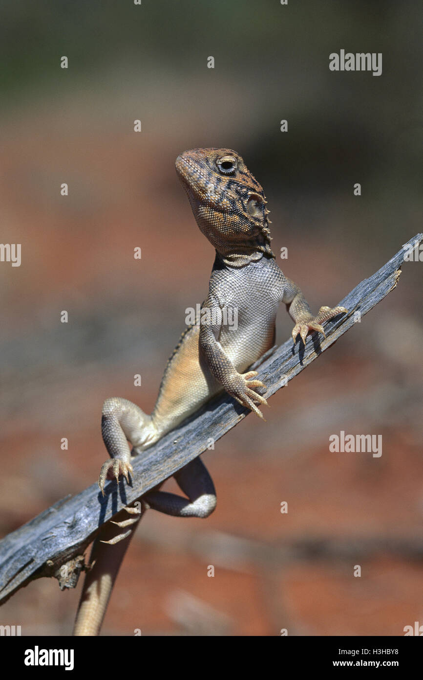 Central netted dragon (Ctenophorus nuchalis) Stock Photo