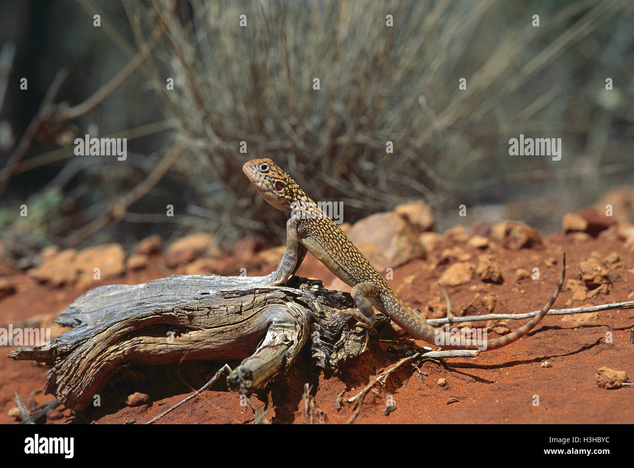 Central netted dragon (Ctenophorus nuchalis) Stock Photo