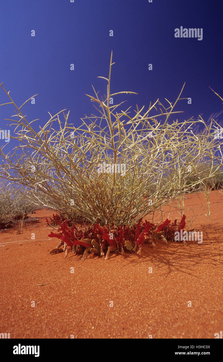 Upside-down pea bush (Leptosema daviesioides) Stock Photo