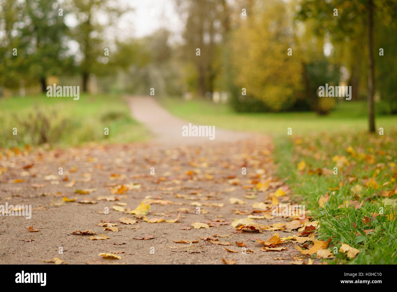 fallen maple leaves on the path in park Stock Photo - Alamy