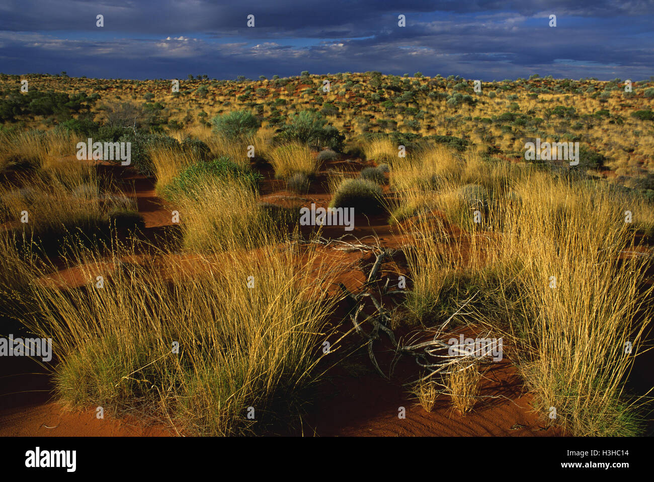Vegetated sand dune with Spinifex (Triodia sp.) Stock Photo