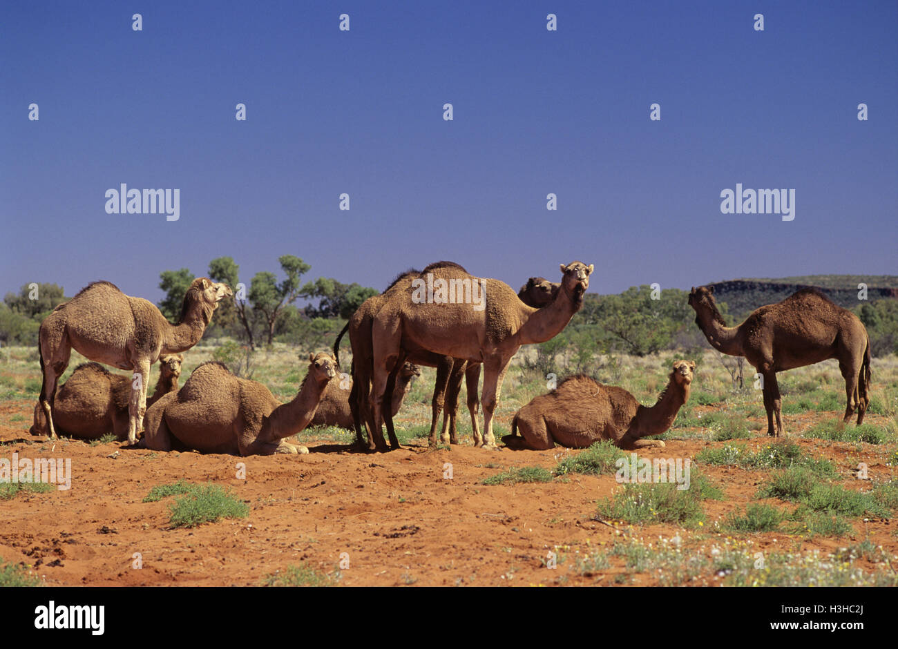 Dromedary (Camelus dromedarius) Stock Photo