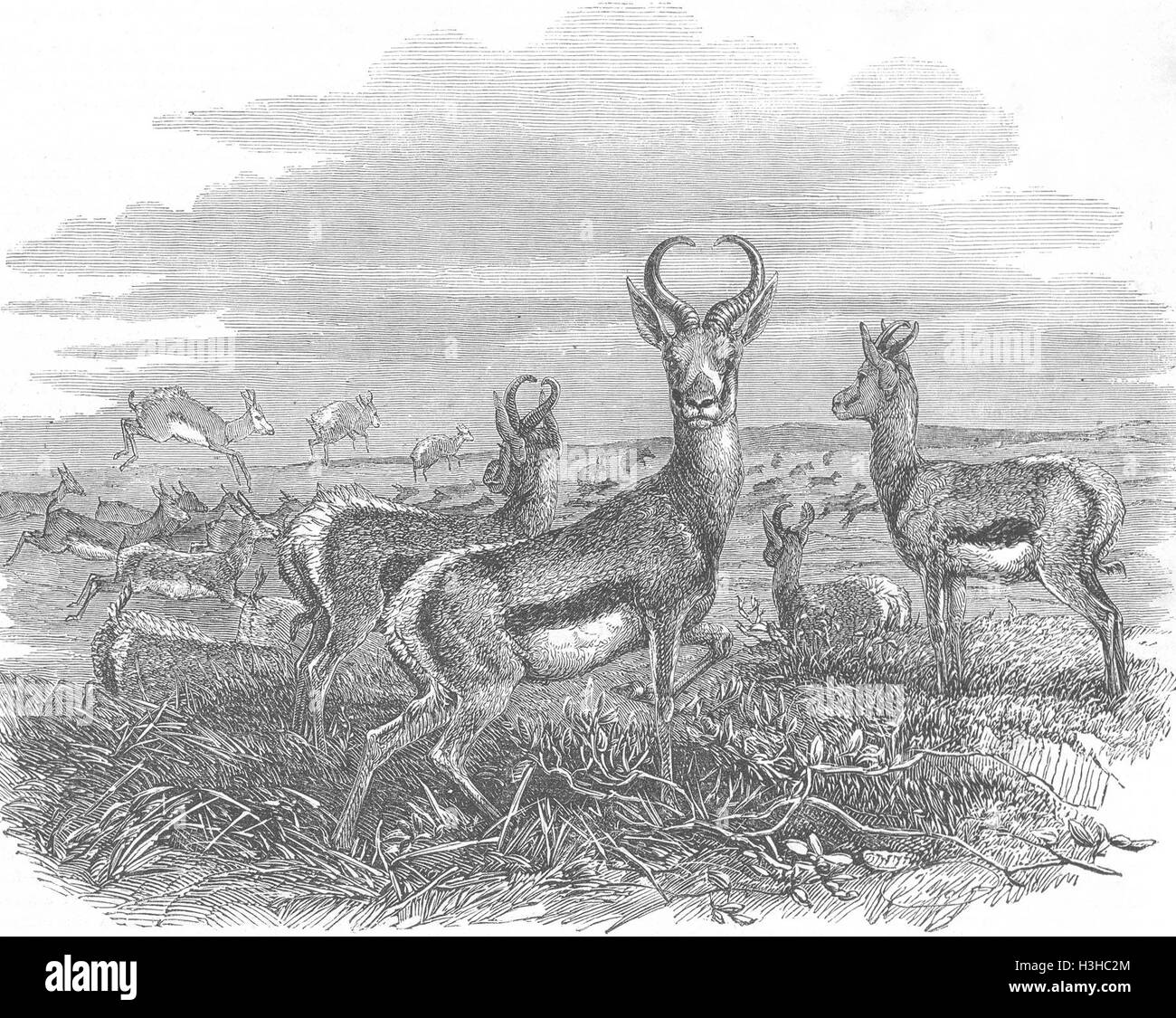 ANIMALS Xhosa War Herd of spring-boks 1853. Illustrated London News Stock Photo