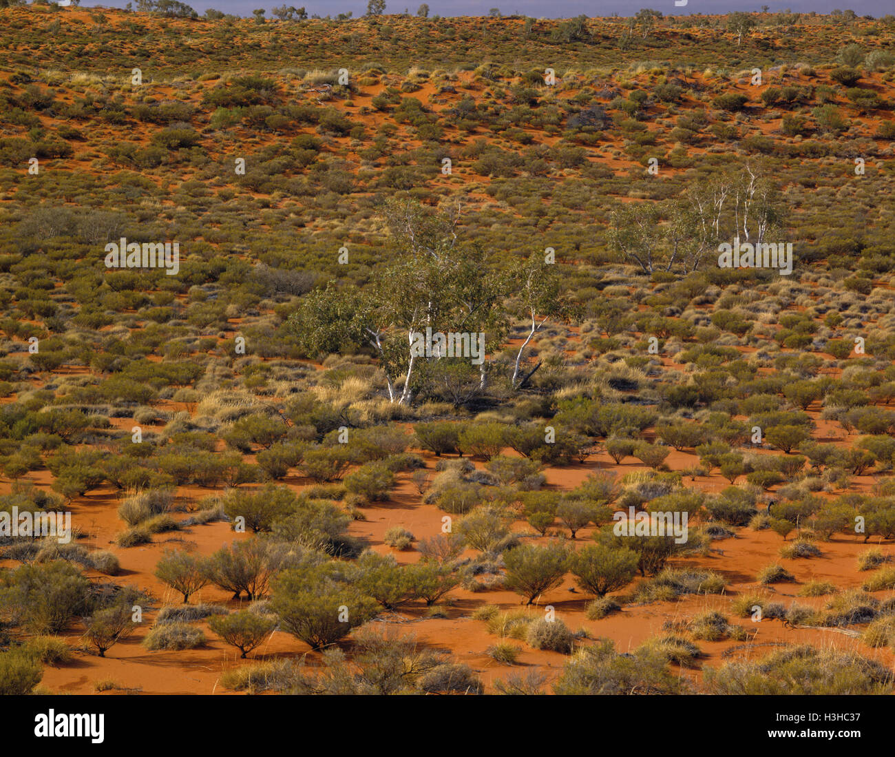 Vegetated sand dunes, Stock Photo