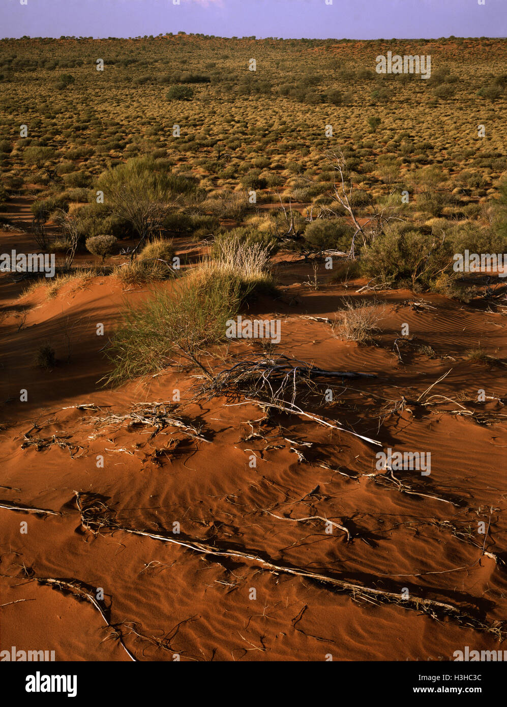 Sand dunes along Canning Stock Route, Stock Photo