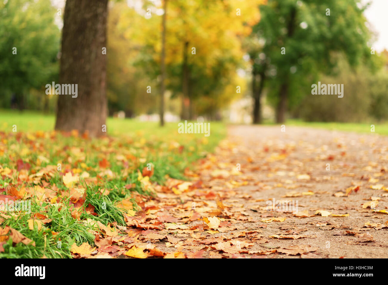fallen maple leaves on the ground in park Stock Photo - Alamy