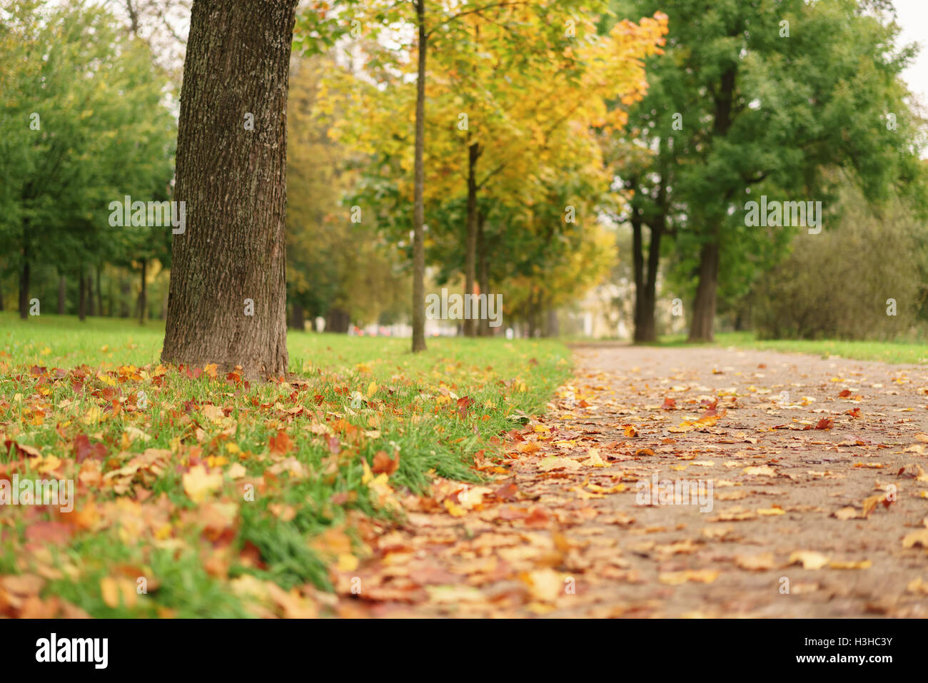 fallen maple leaves on the ground in park Stock Photo - Alamy