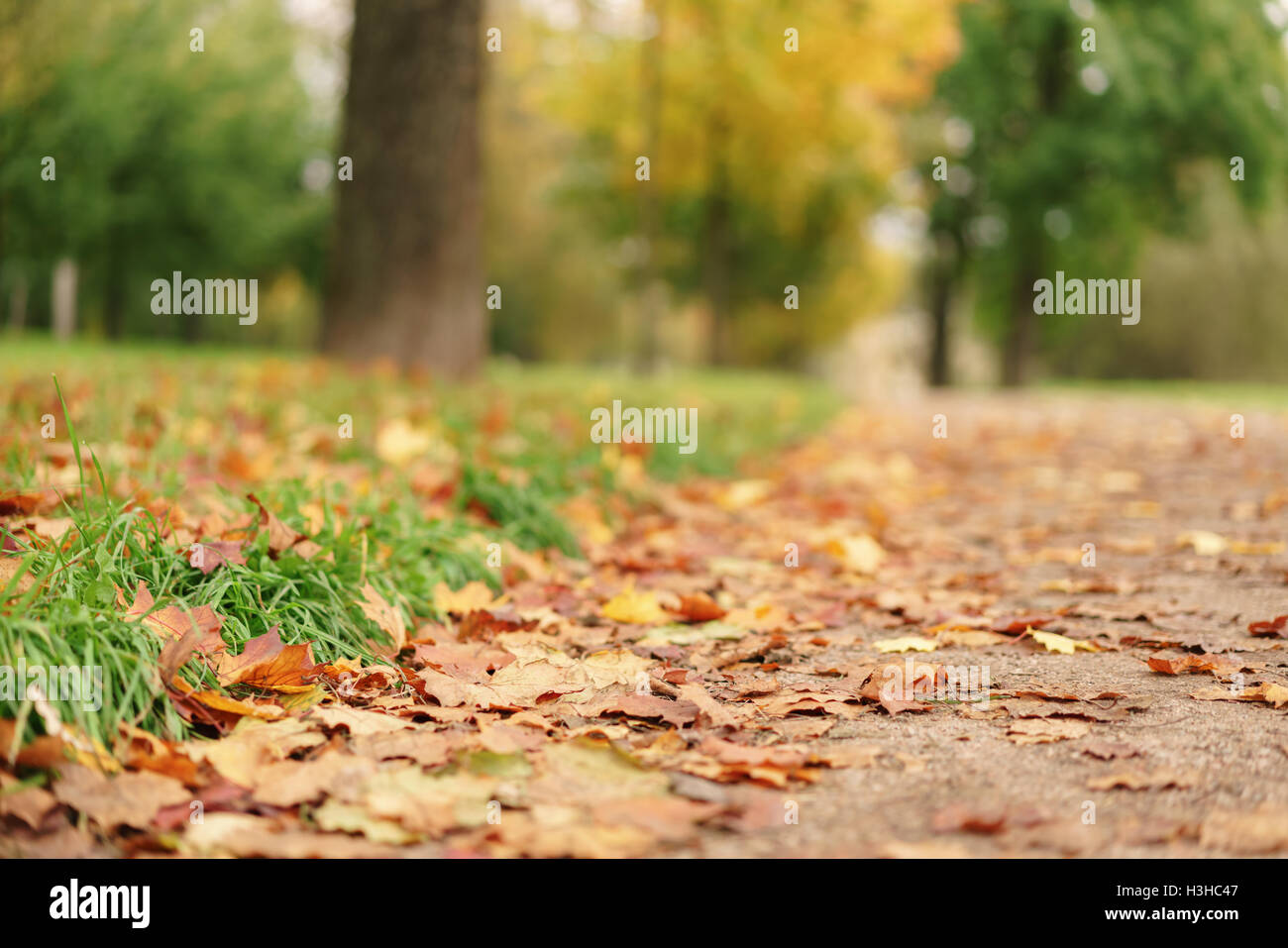 fallen maple leaves on the ground in park Stock Photo - Alamy