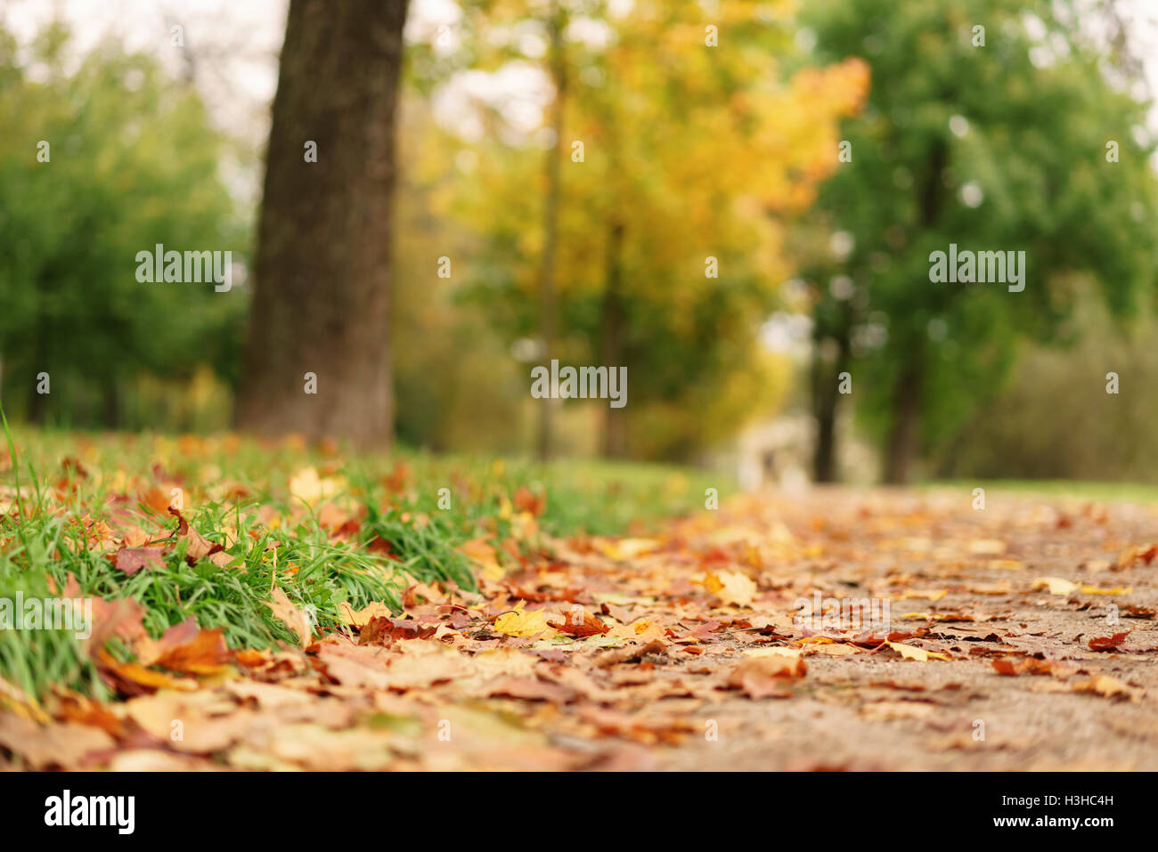 fallen maple leaves on the ground in park Stock Photo - Alamy
