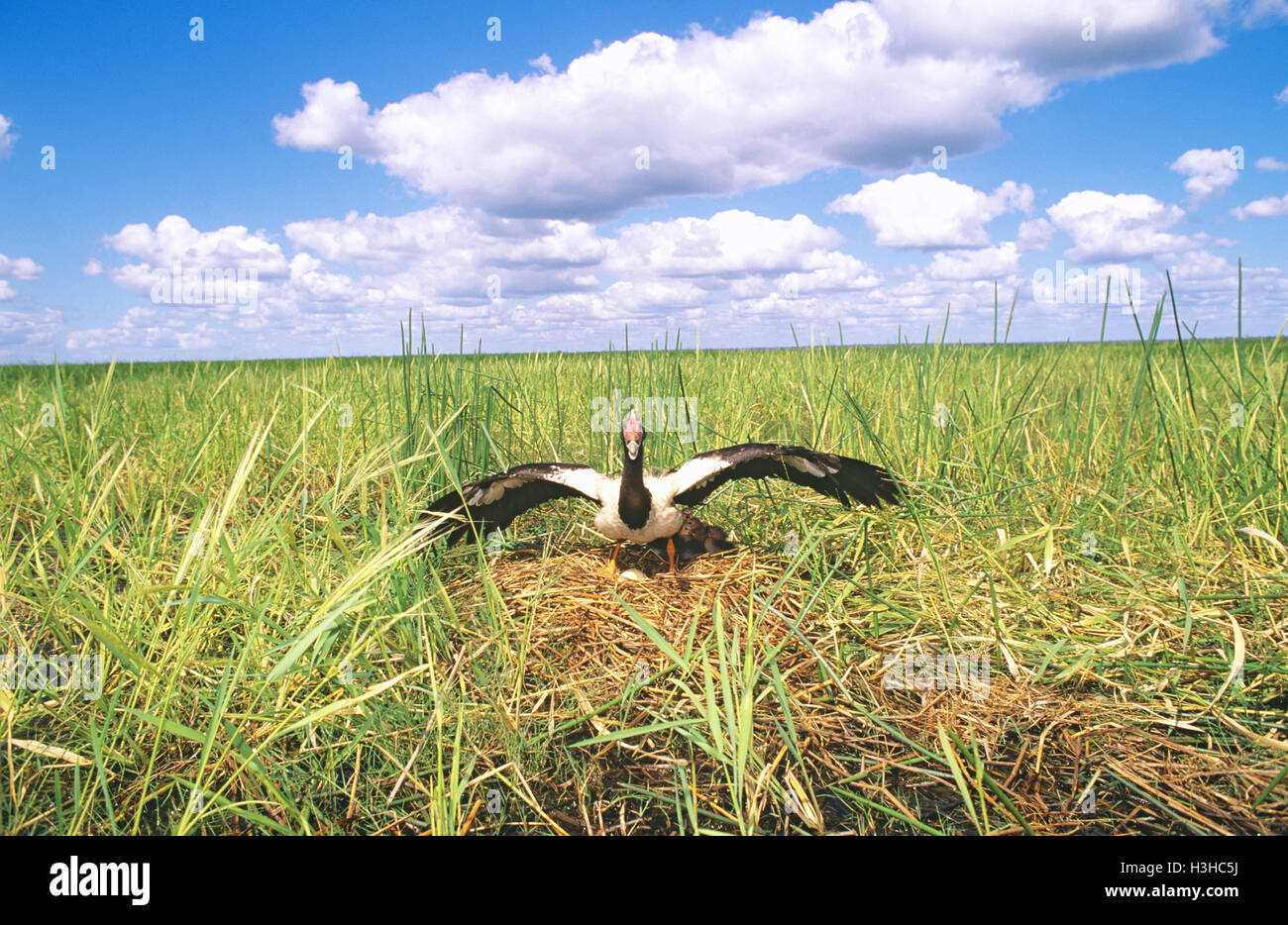 Magpie goose (Anseranas semipalmata) Stock Photo