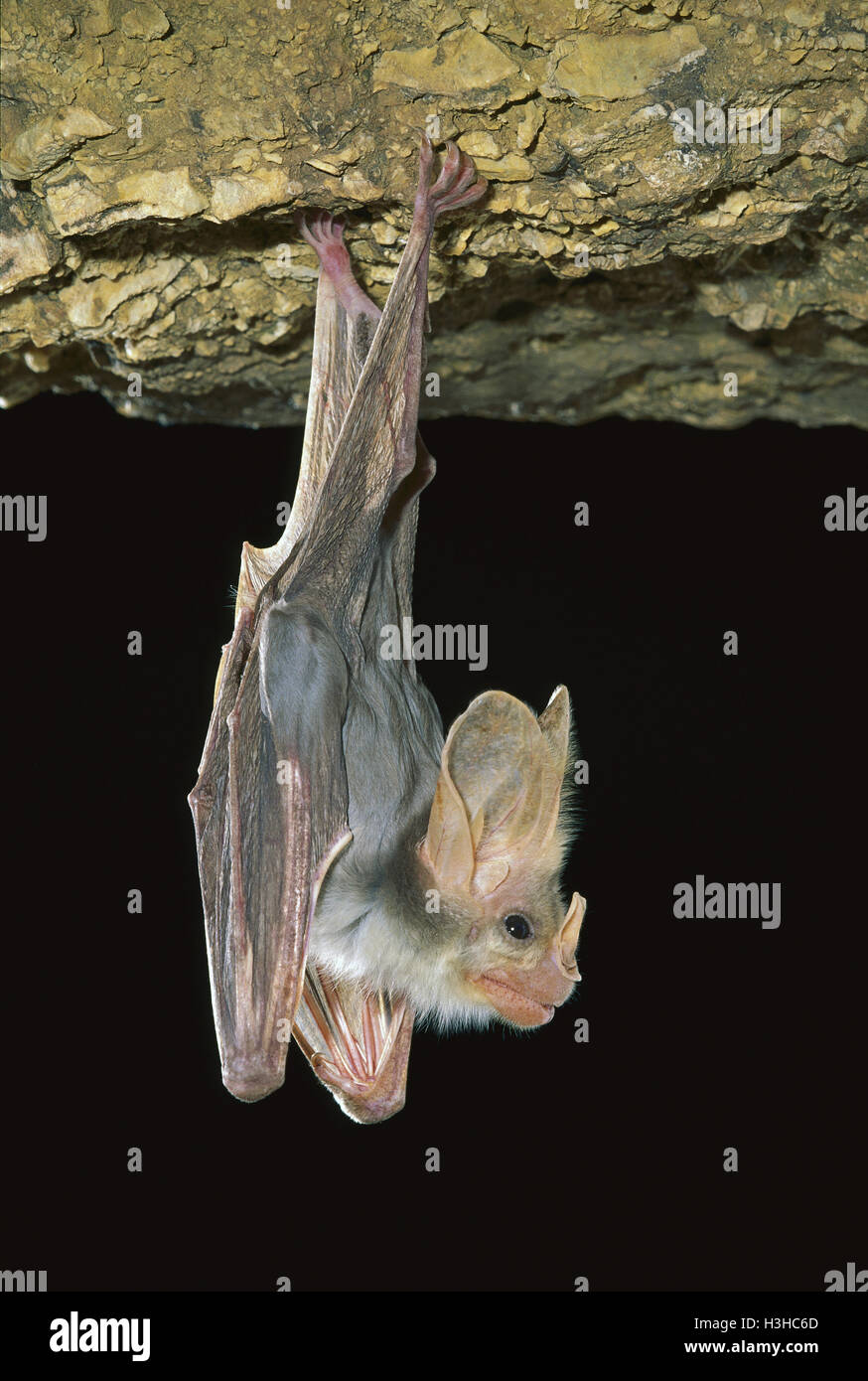 Ghost bat (Macroderma gigas) Stock Photo