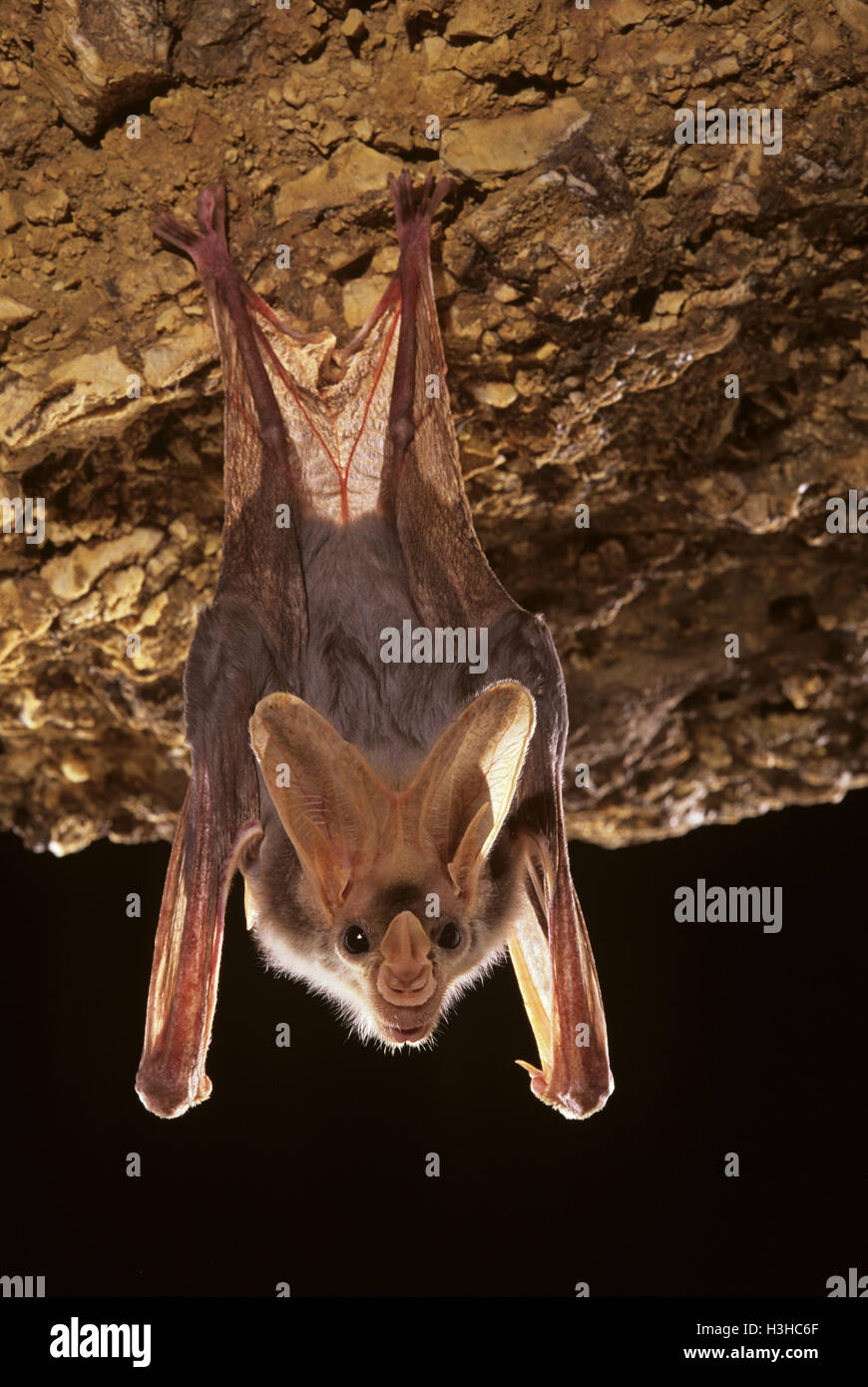 Ghost bat (Macroderma gigas) Stock Photo