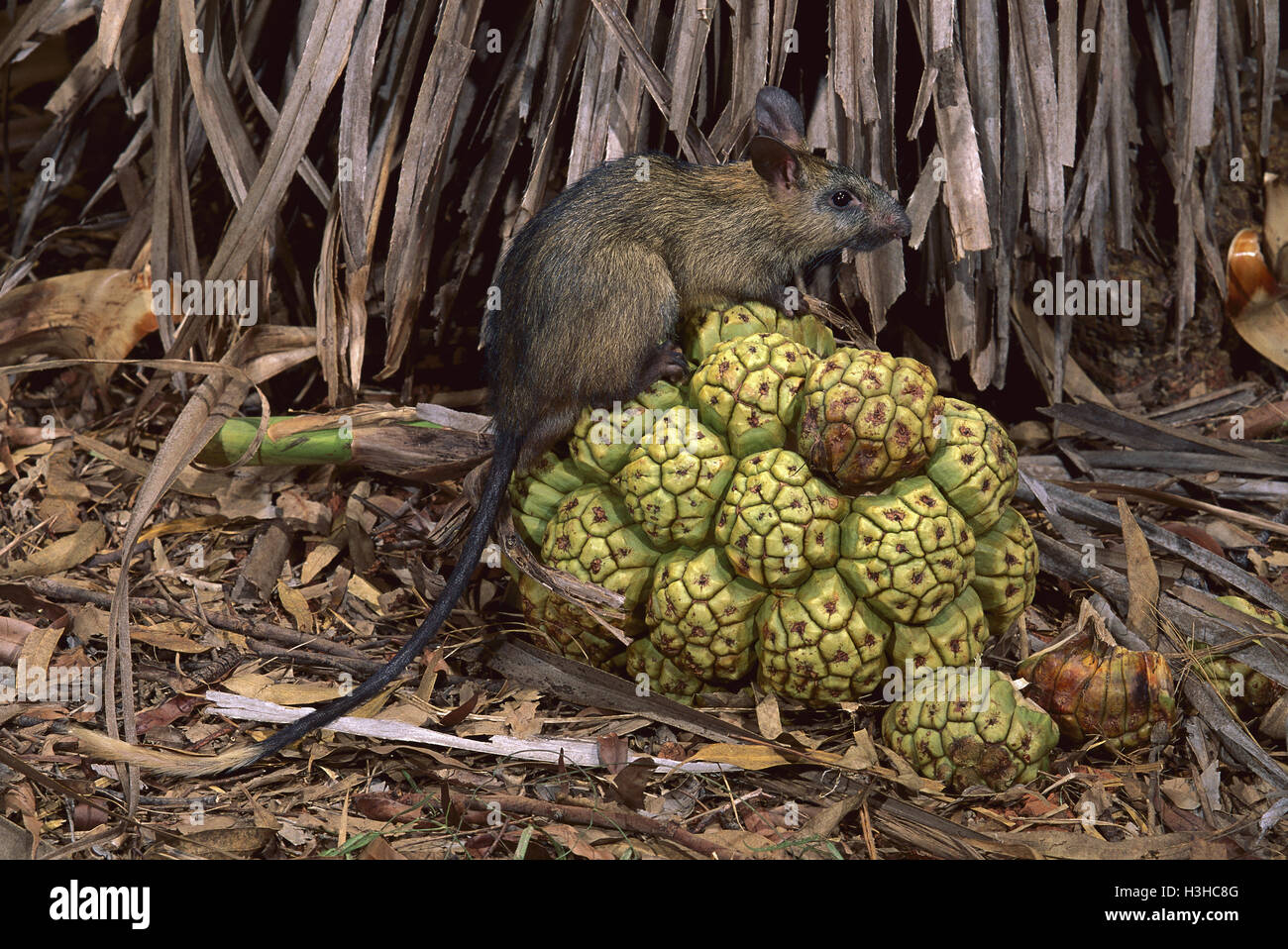 Black-footed tree-rat (Mesembriomys gouldii) Stock Photo