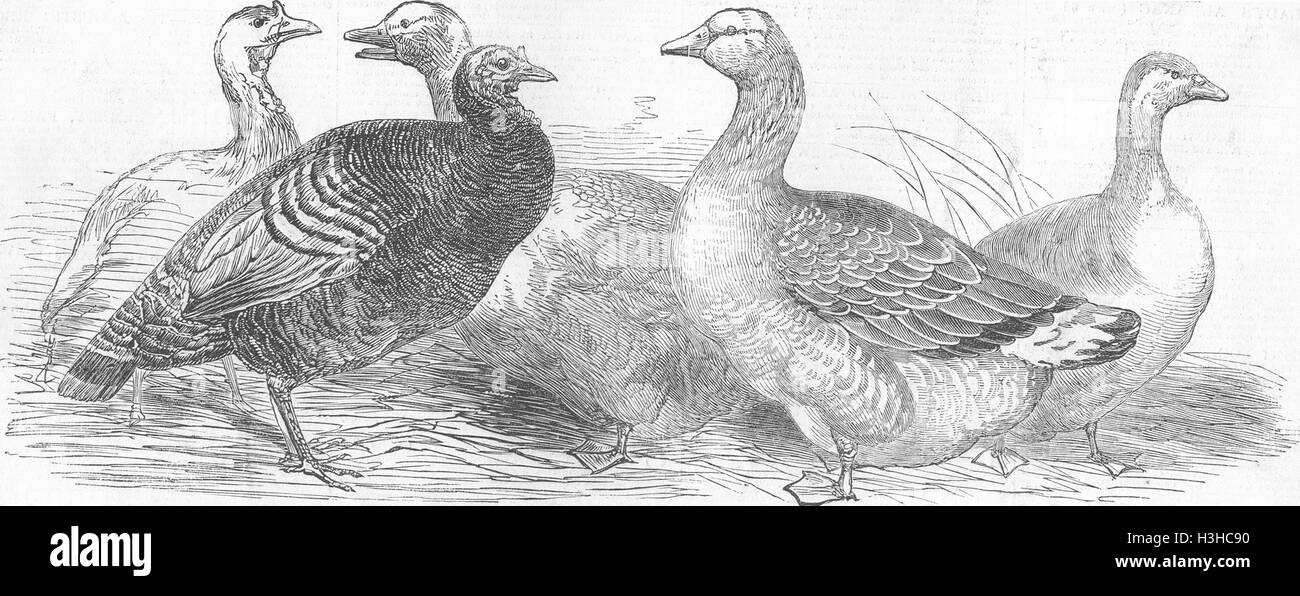 BIRDS American Turkeys-1st prize; Grey Geese- 1850. Illustrated London News Stock Photo