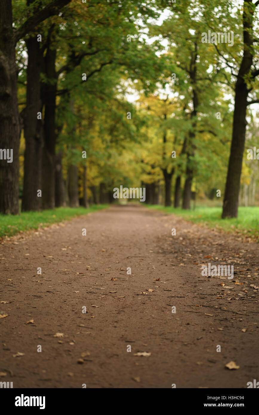 oak alley in park in early autumn Stock Photo - Alamy