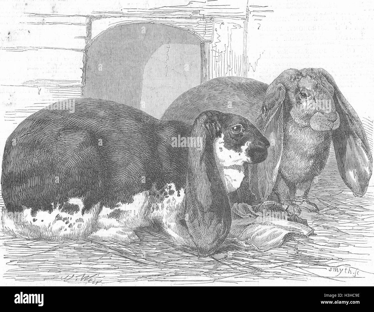 Prize rabbits hi-res stock photography and images - Alamy