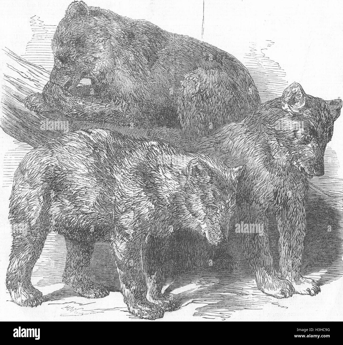 ANIMALS Grisly Bears 1850. Illustrated London News Stock Photo