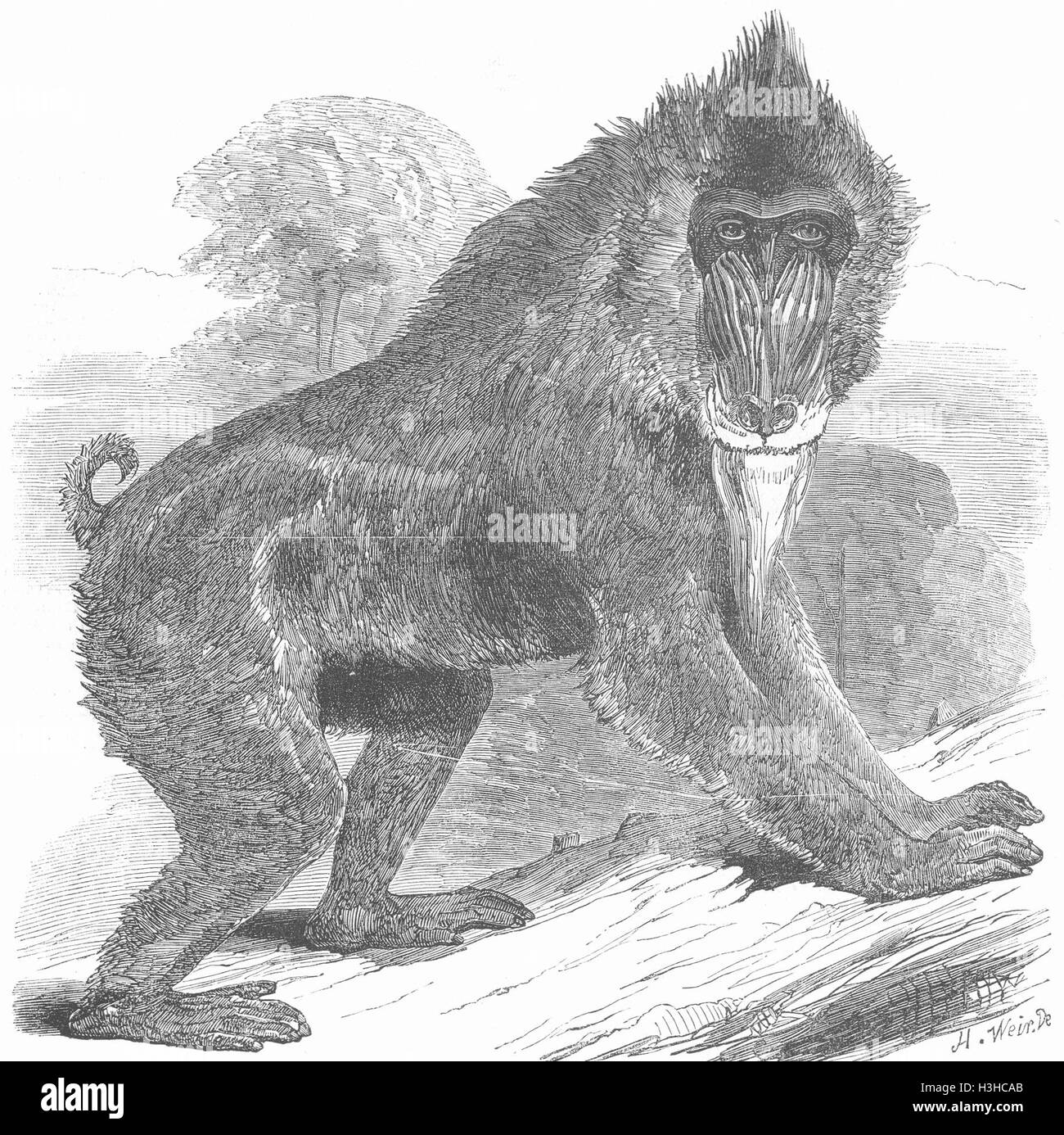 ANIMALS Mandrill Baboon 1850. Illustrated London News Stock Photo