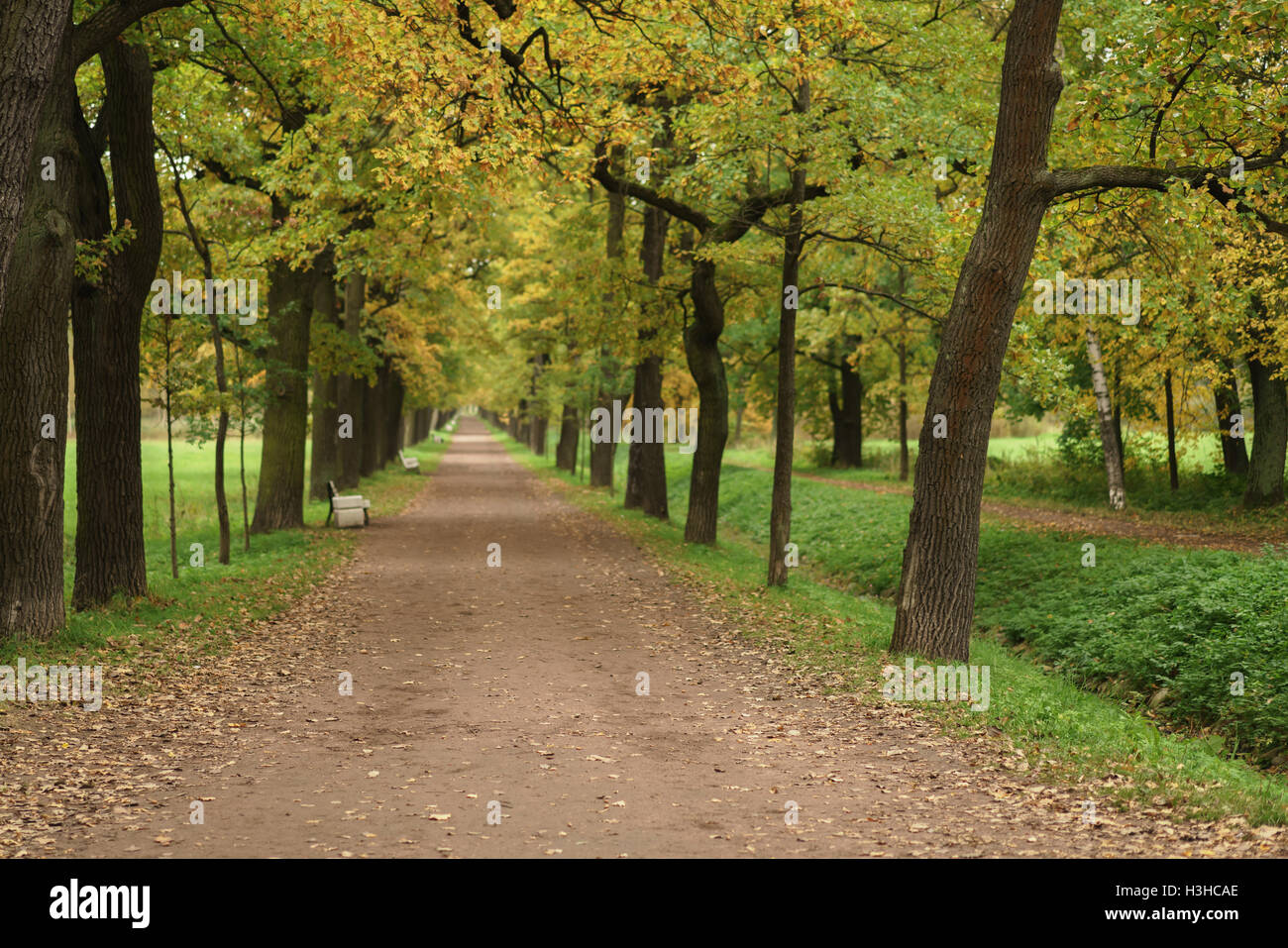 oak alley in park in early autumn Stock Photo - Alamy
