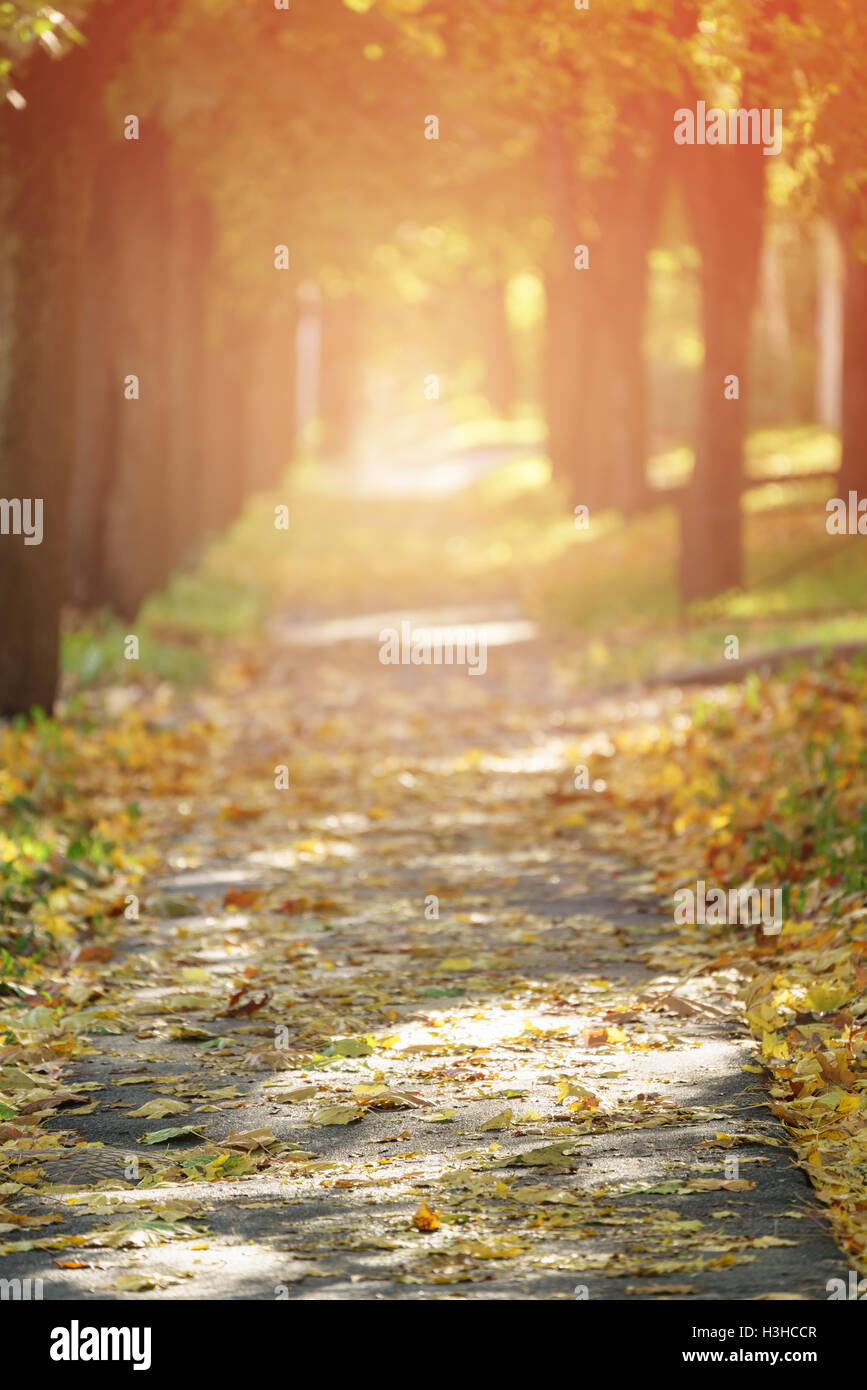 autumn golden linden alley in town falling leaves Stock Photo - Alamy