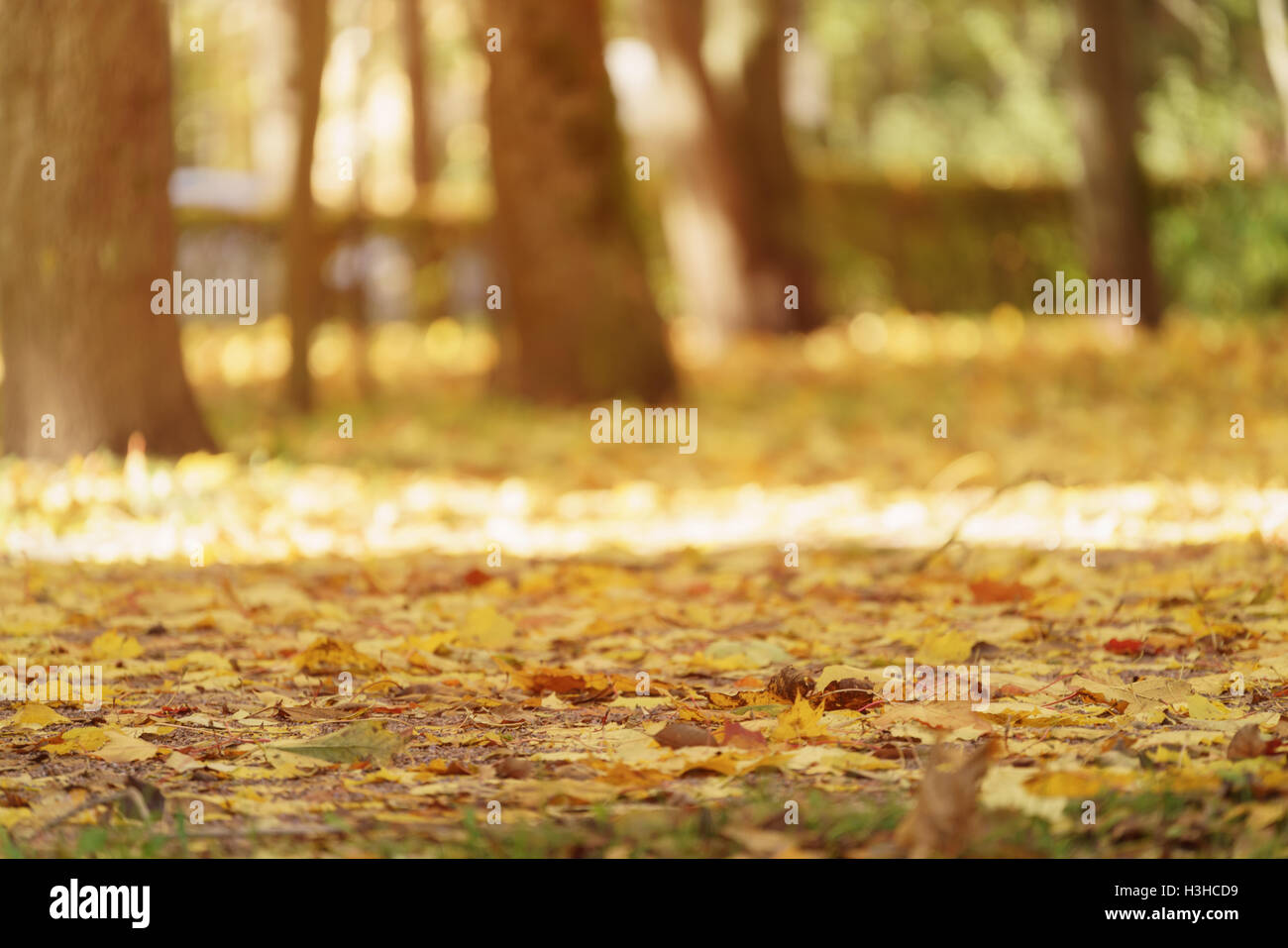 Autumnal scene fallen leaves hi-res stock photography and images - Alamy