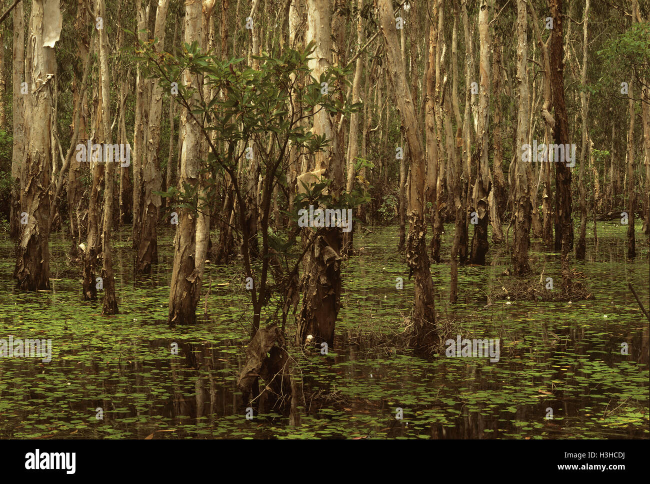 Paperbark swamp during the wet season (Melaleuca leucadendra) Stock Photo