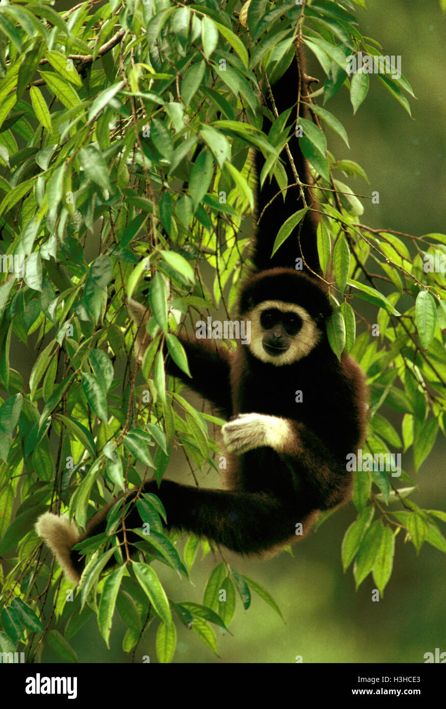 White-handed gibbon (Hylobates lar) Stock Photo