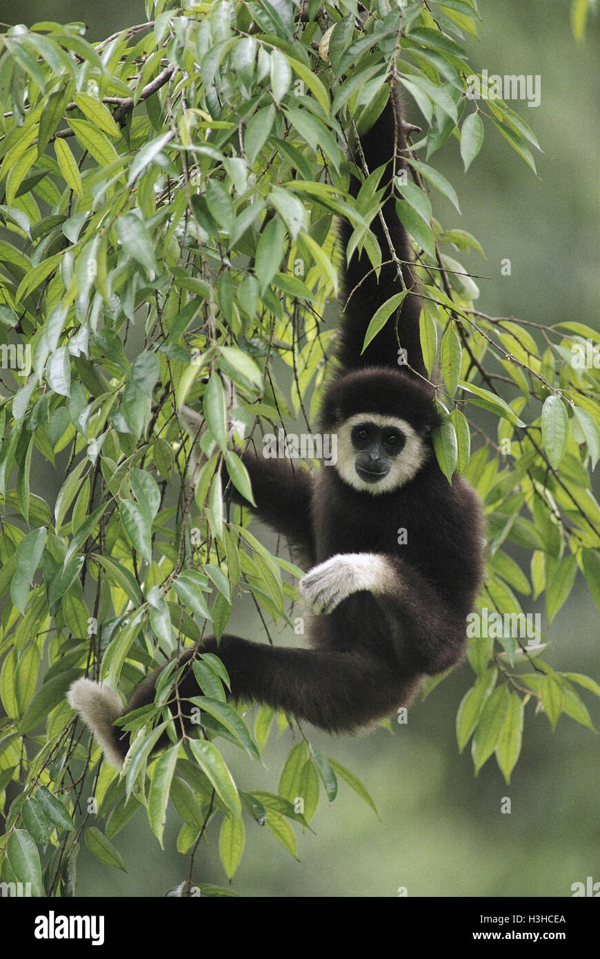 White-handed gibbon (Hylobates lar) Stock Photo