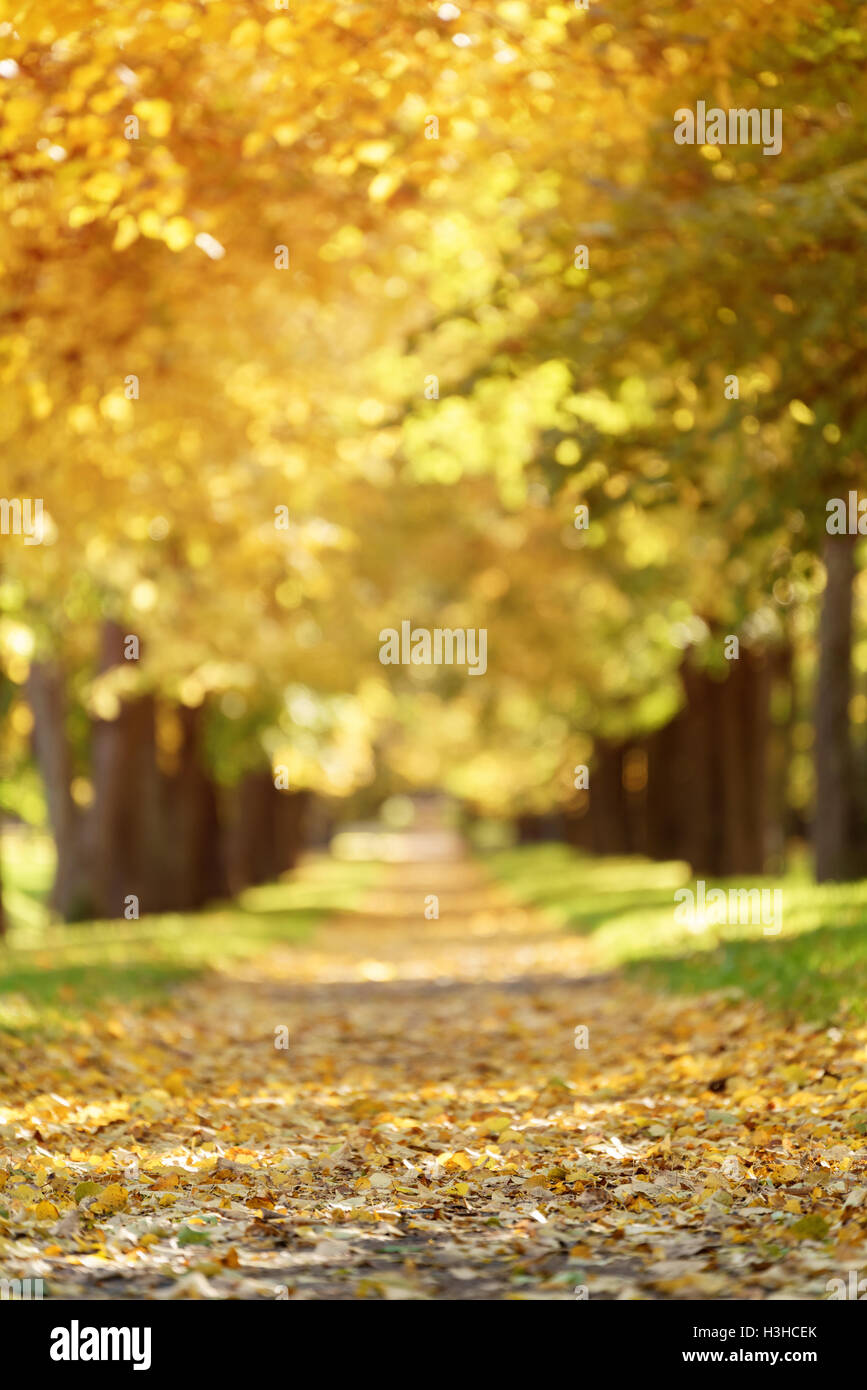 autumn golden linden alley in town with fallen leaves Stock Photo - Alamy
