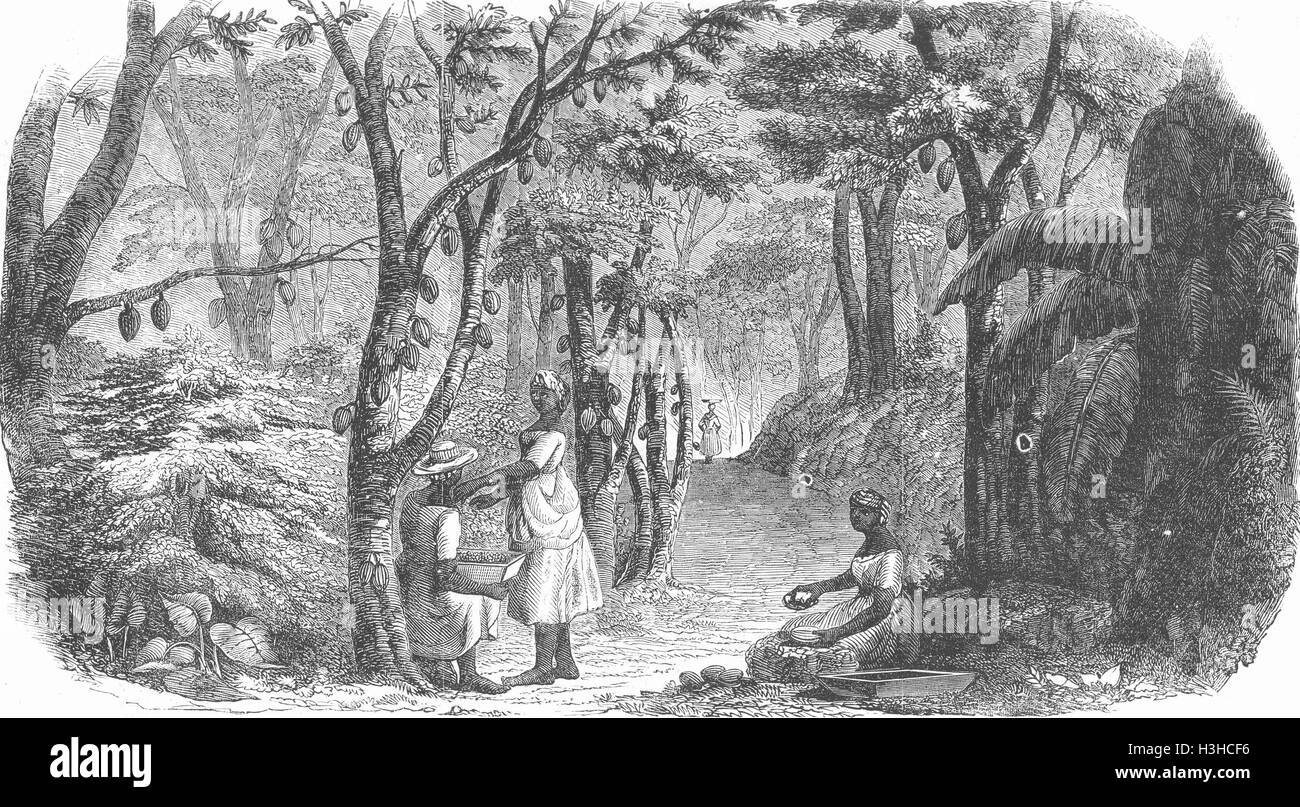 Plantation grenada hires stock photography and images Alamy