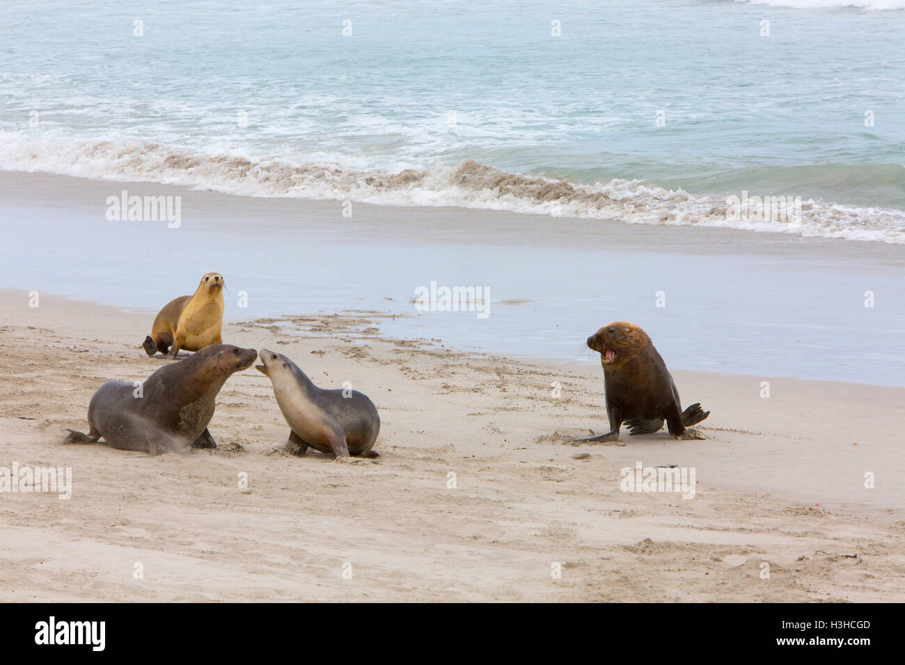 Endangered Australian sea lions ( Neophoca cinerea) at Seal Bay on Kangaroo island,South