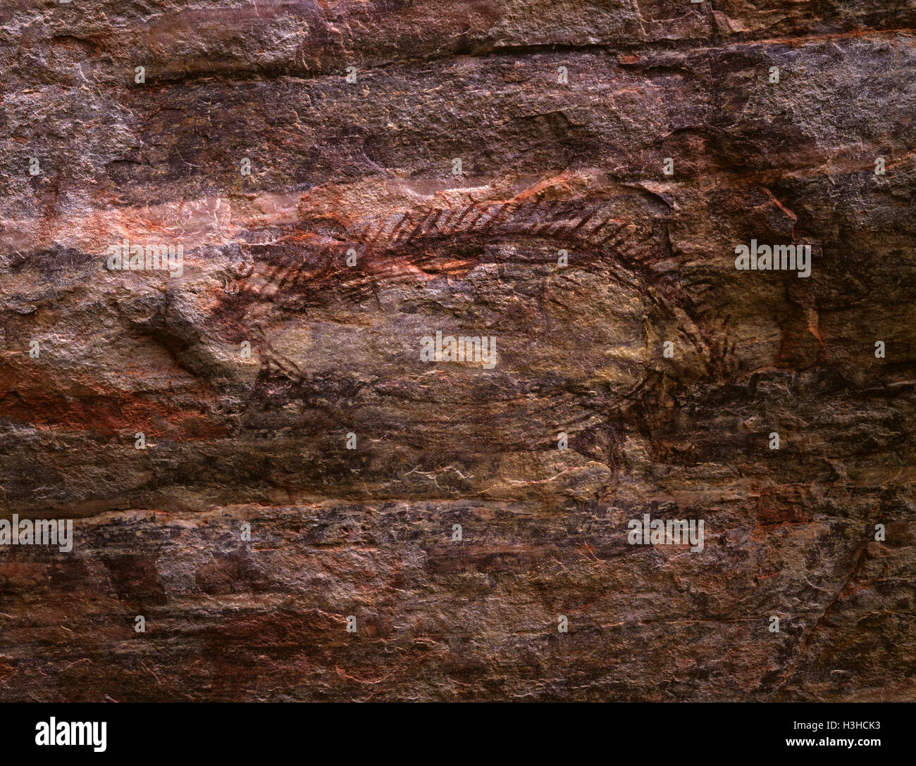 Aboriginal rock painting in realistic style of an echidna, 7000 to 15 000 years old. Stock Photo