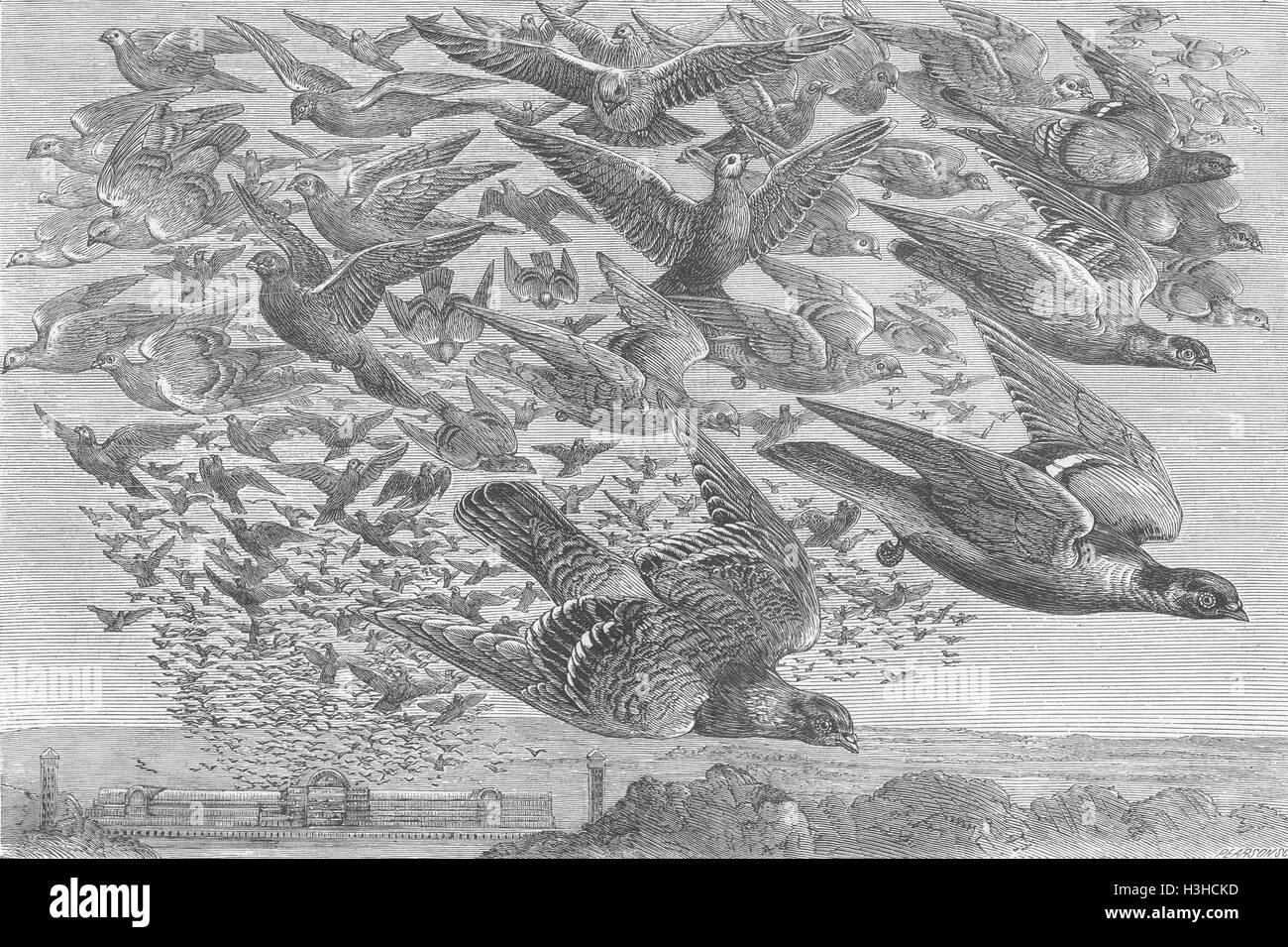 LONDON Flight of pigeons from Crystal Palace 1871. The Graphic Stock Photo