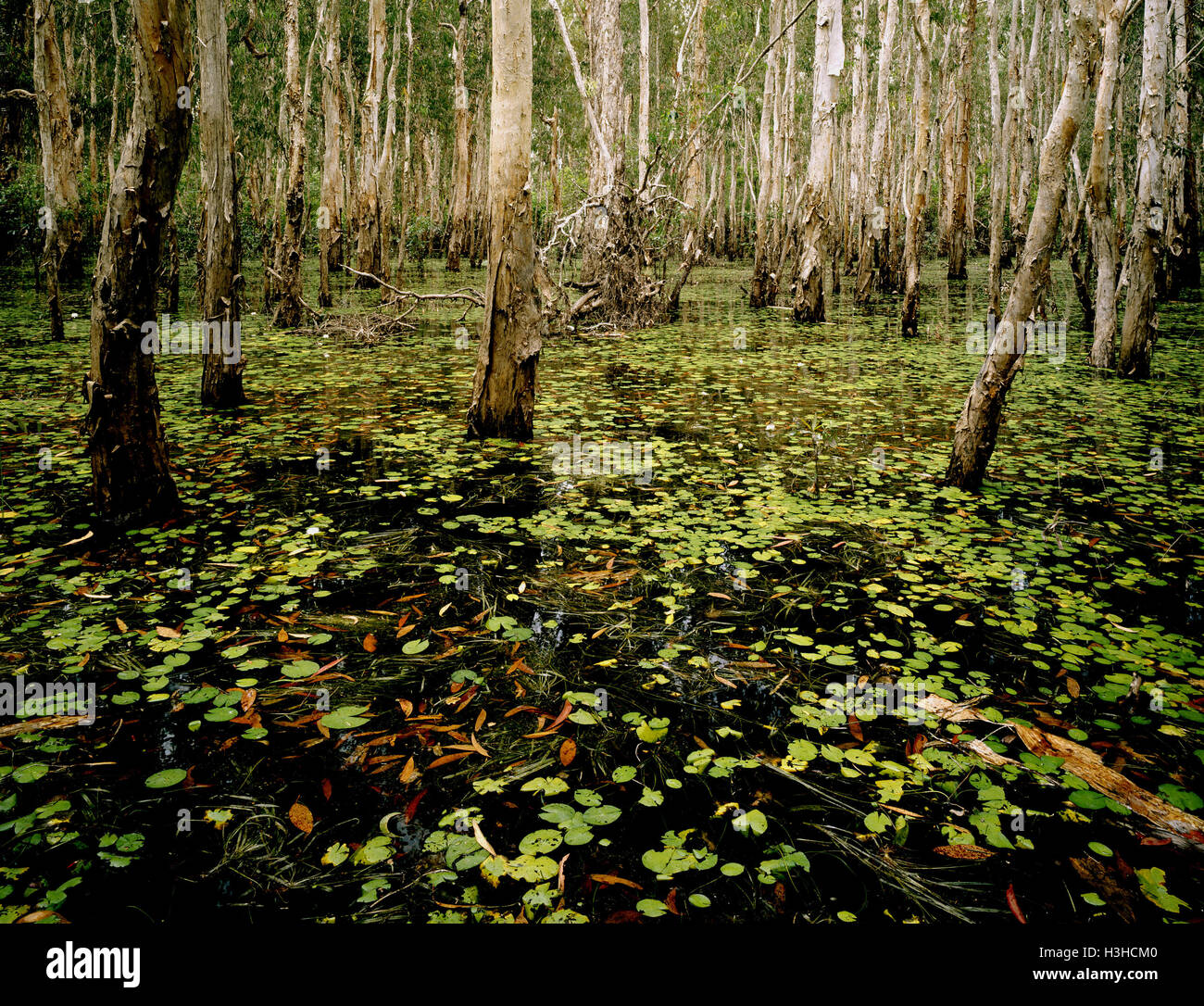 Paperbarks (Melaleuca spp.) during the wet season Stock Photo