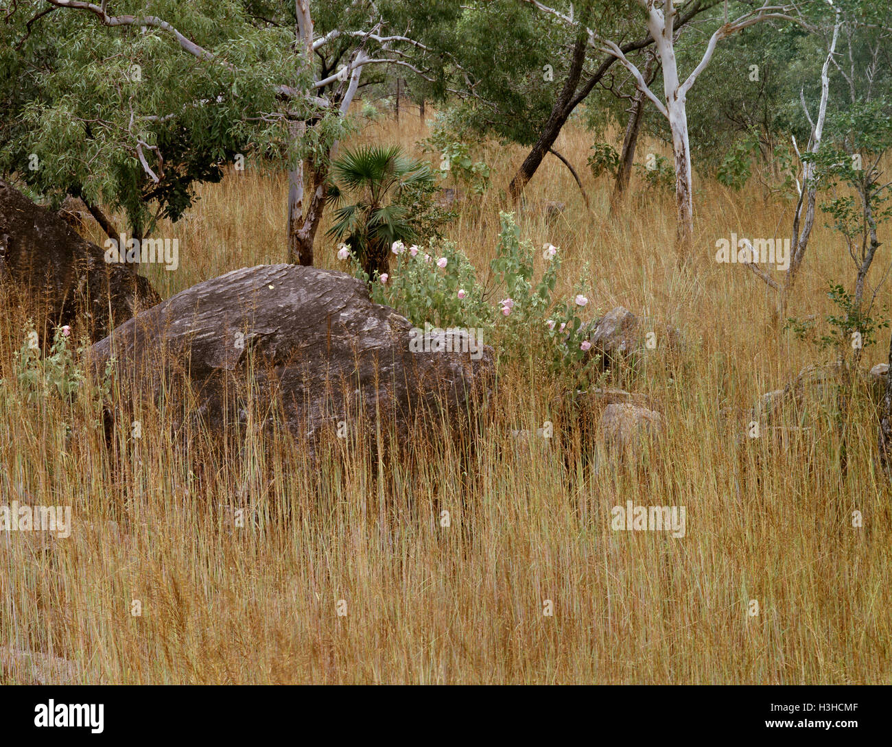 Tropical woodland habitat with Spear grass eucalypts Sand palm and Hibiscus menzeliae. Stock Photo