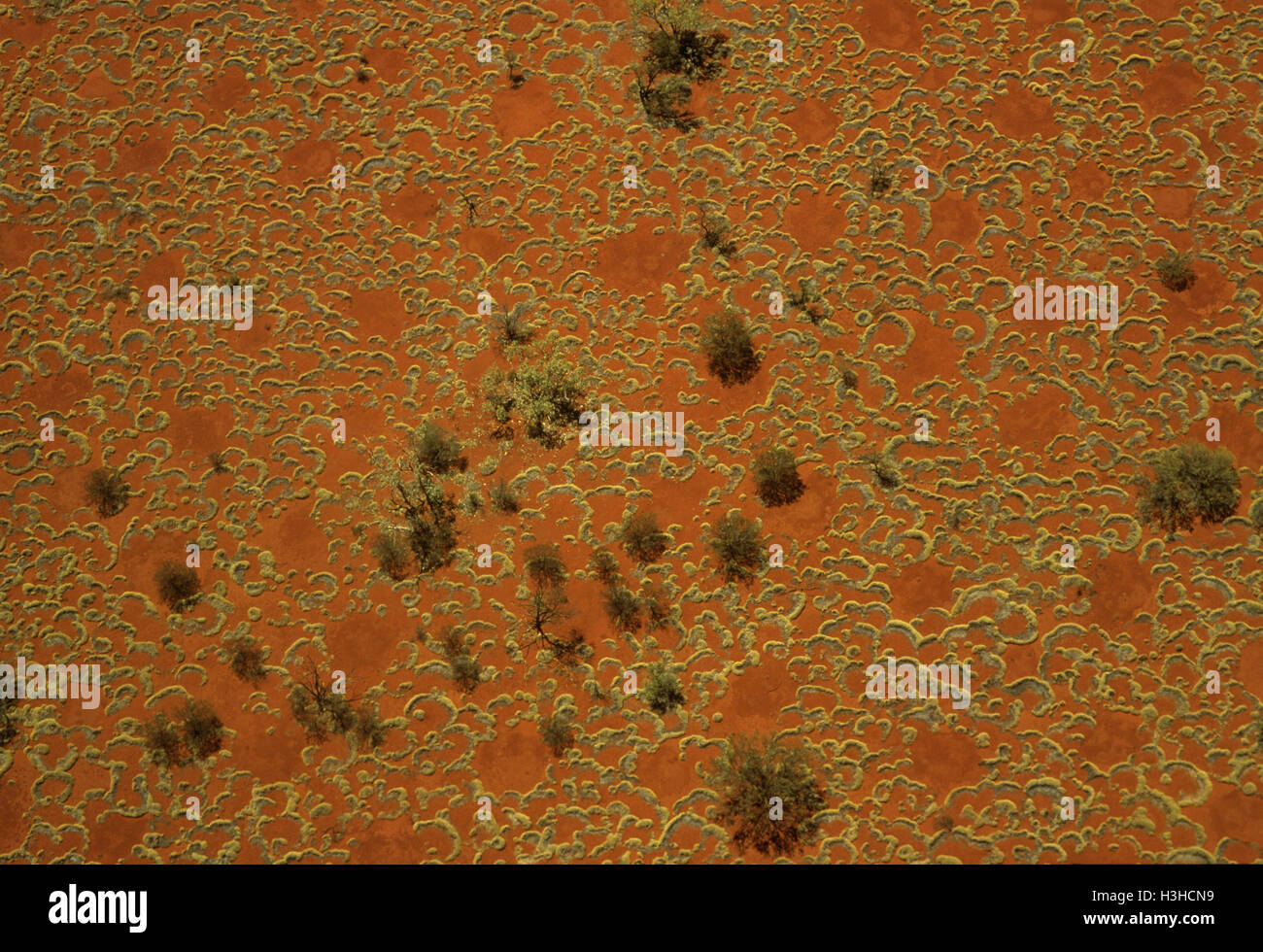 Spinifex carpet, aerial view  showing patterns of spinifex grass, red sand and desert oaks. Pilbara region, Western Australia, Australia Stock Photo