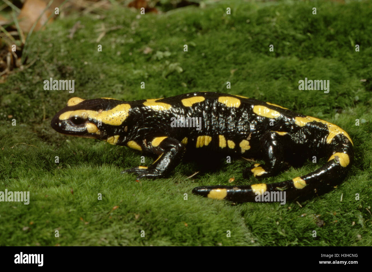 Fire salamander (Salamandra salamandra) Stock Photo